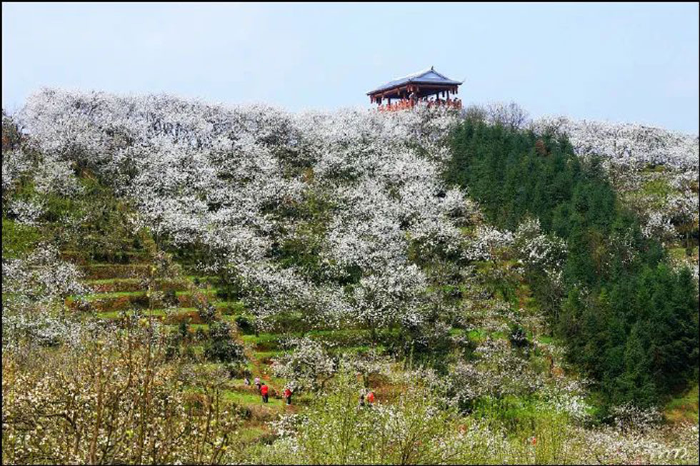【春天，广西桂林灌阳县向您发出邀请！】我们在灌阳看梨花 - 游山玩水 - 贵阳生活社区 - 贵阳28生活网 gy.28life.net