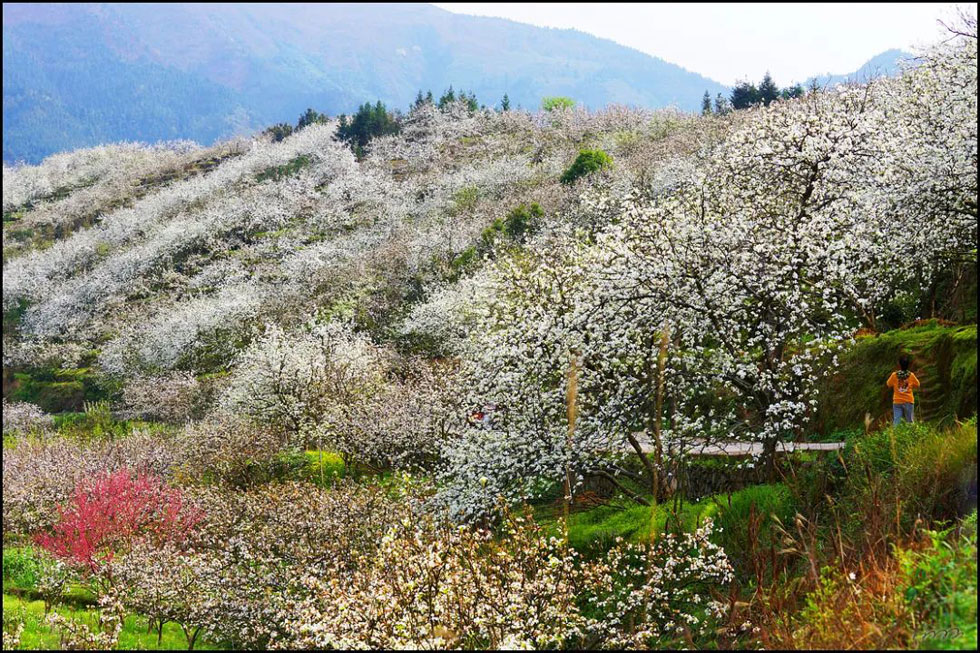 【春天，广西桂林灌阳县向您发出邀请！】我们在灌阳看梨花 - 游山玩水 - 贵阳生活社区 - 贵阳28生活网 gy.28life.net