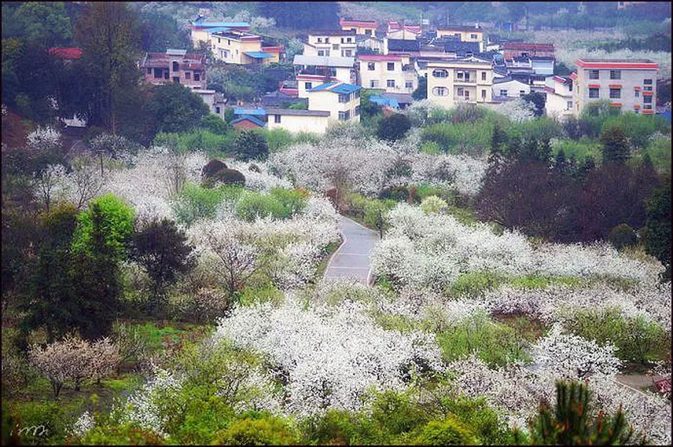 【春天，广西桂林灌阳县向您发出邀请！】我们在灌阳看梨花 - 游山玩水 - 贵阳生活社区 - 贵阳28生活网 gy.28life.net