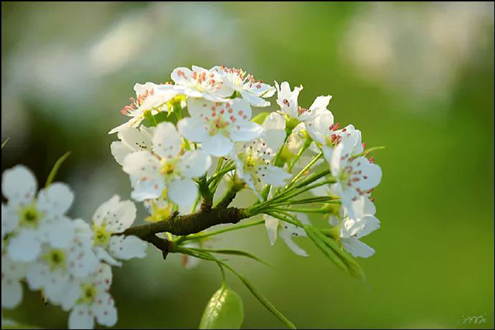 【春天，广西桂林灌阳县向您发出邀请！】我们在灌阳看梨花 - 游山玩水 - 贵阳生活社区 - 贵阳28生活网 gy.28life.net