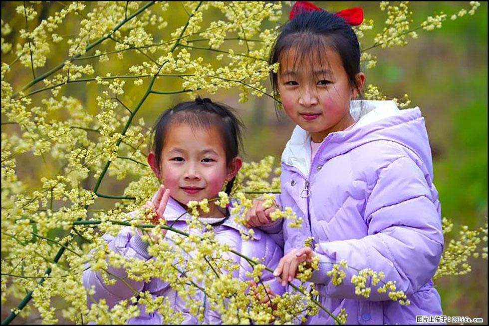 【春天，广西桂林灌阳县向您发出邀请！】米珠山前有片山苍子花在飘香 - 游山玩水 - 贵阳生活社区 - 贵阳28生活网 gy.28life.net