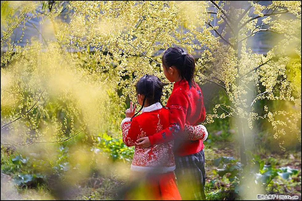 【春天，广西桂林灌阳县向您发出邀请！】米珠山前有片山苍子花在飘香 - 游山玩水 - 贵阳生活社区 - 贵阳28生活网 gy.28life.net