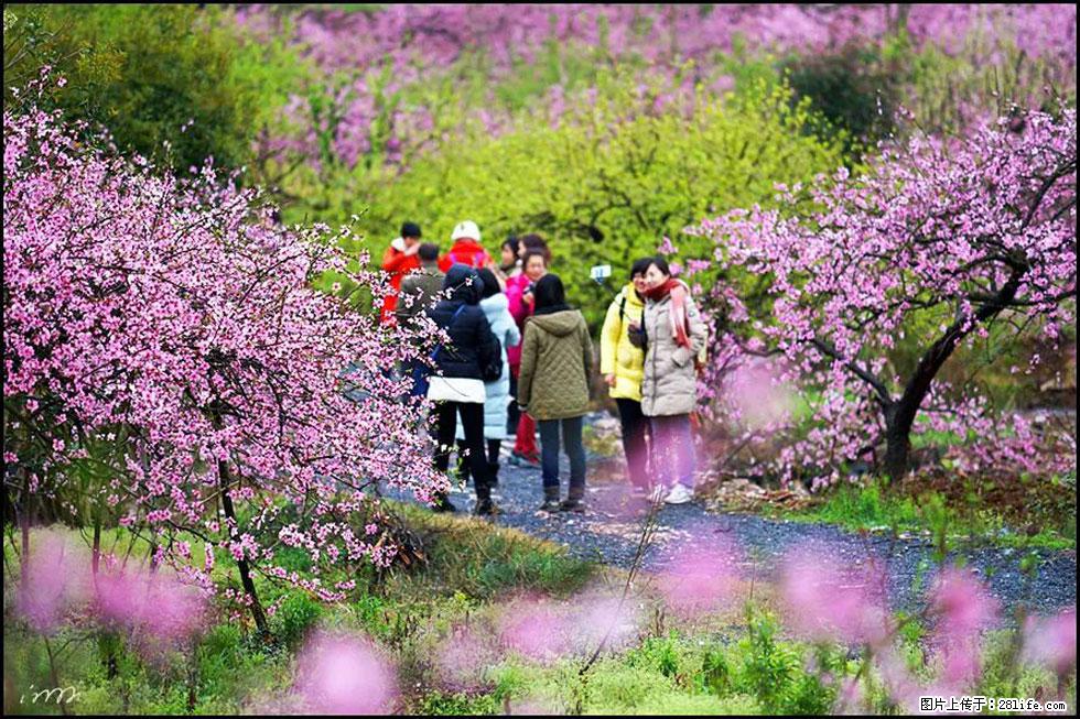 【春天，广西桂林灌阳县向您发出邀请！】官庄村有个醉美的桃花园 - 游山玩水 - 贵阳生活社区 - 贵阳28生活网 gy.28life.net