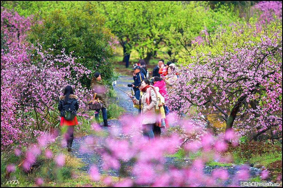 【春天，广西桂林灌阳县向您发出邀请！】官庄村有个醉美的桃花园 - 游山玩水 - 贵阳生活社区 - 贵阳28生活网 gy.28life.net