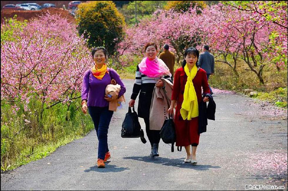 【春天，广西桂林灌阳县向您发出邀请！】官庄村有个醉美的桃花园 - 游山玩水 - 贵阳生活社区 - 贵阳28生活网 gy.28life.net