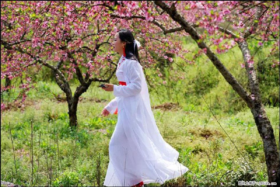 【春天，广西桂林灌阳县向您发出邀请！】官庄村有个醉美的桃花园 - 游山玩水 - 贵阳生活社区 - 贵阳28生活网 gy.28life.net