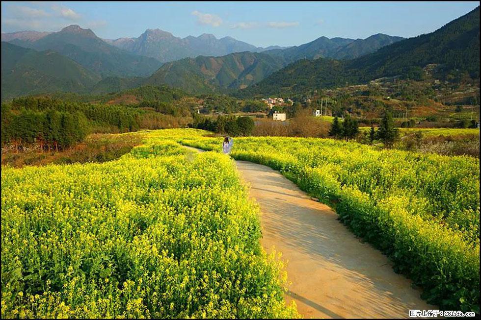 【春天，广西桂林灌阳县向您发出邀请！】长坪村油菜盛情花开 - 游山玩水 - 贵阳生活社区 - 贵阳28生活网 gy.28life.net