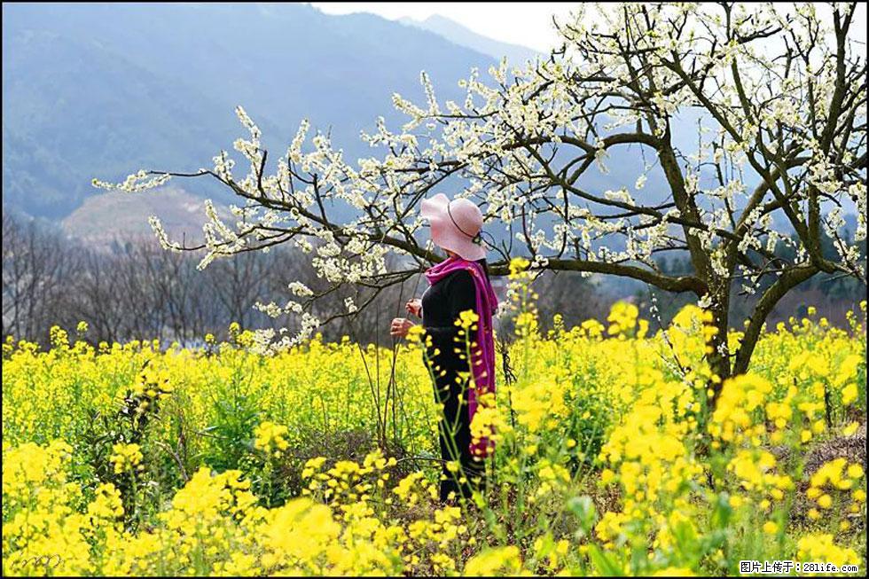 【春天，广西桂林灌阳县向您发出邀请！】长坪村油菜盛情花开 - 游山玩水 - 贵阳生活社区 - 贵阳28生活网 gy.28life.net