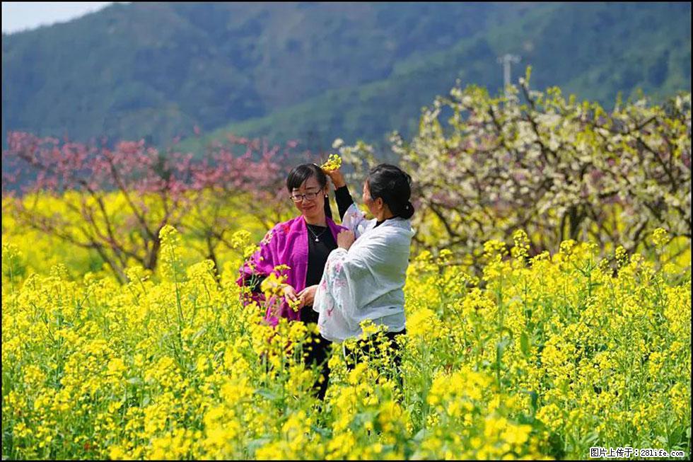 【春天，广西桂林灌阳县向您发出邀请！】长坪村油菜盛情花开 - 游山玩水 - 贵阳生活社区 - 贵阳28生活网 gy.28life.net