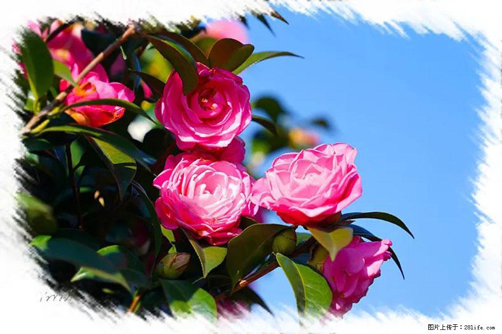 【春天，广西桂林灌阳县向您发出邀请！】杨柳井茶花惹人爱 - 游山玩水 - 贵阳生活社区 - 贵阳28生活网 gy.28life.net