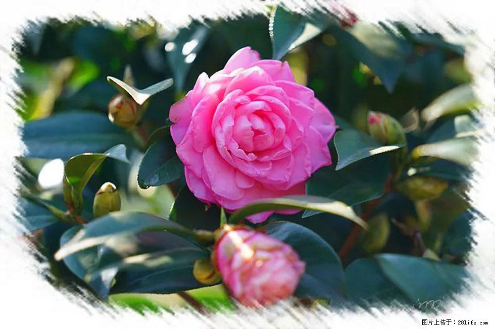 【春天，广西桂林灌阳县向您发出邀请！】杨柳井茶花惹人爱 - 游山玩水 - 贵阳生活社区 - 贵阳28生活网 gy.28life.net