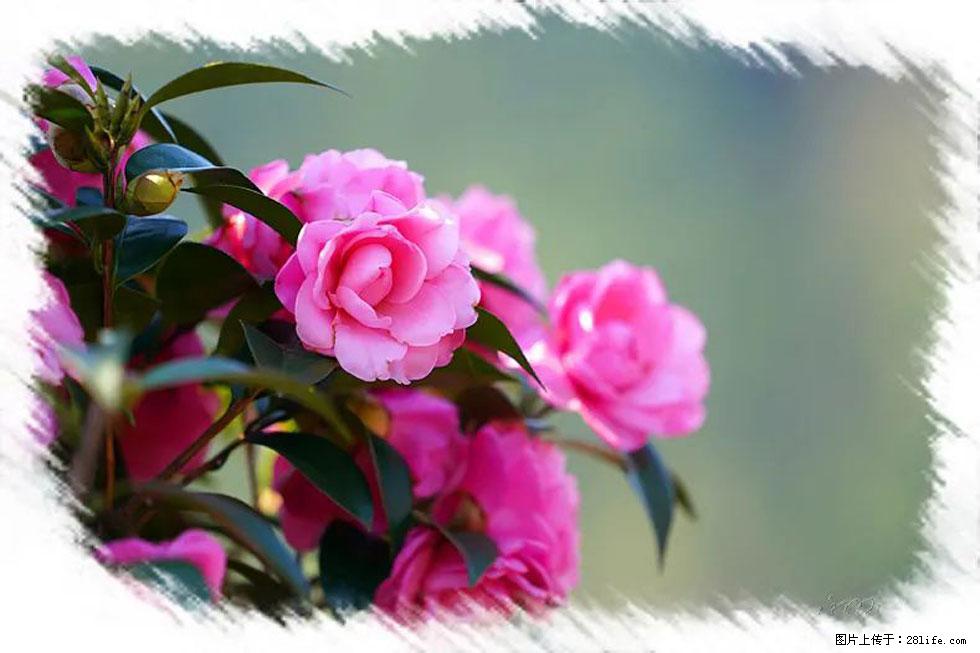 【春天，广西桂林灌阳县向您发出邀请！】杨柳井茶花惹人爱 - 游山玩水 - 贵阳生活社区 - 贵阳28生活网 gy.28life.net