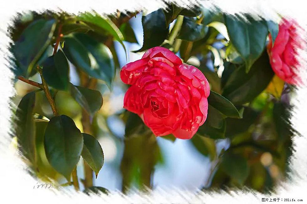 【春天，广西桂林灌阳县向您发出邀请！】杨柳井茶花惹人爱 - 游山玩水 - 贵阳生活社区 - 贵阳28生活网 gy.28life.net