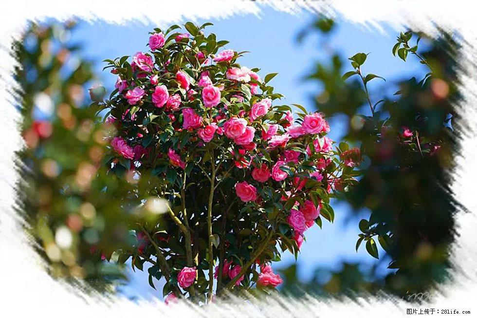 【春天，广西桂林灌阳县向您发出邀请！】杨柳井茶花惹人爱 - 游山玩水 - 贵阳生活社区 - 贵阳28生活网 gy.28life.net