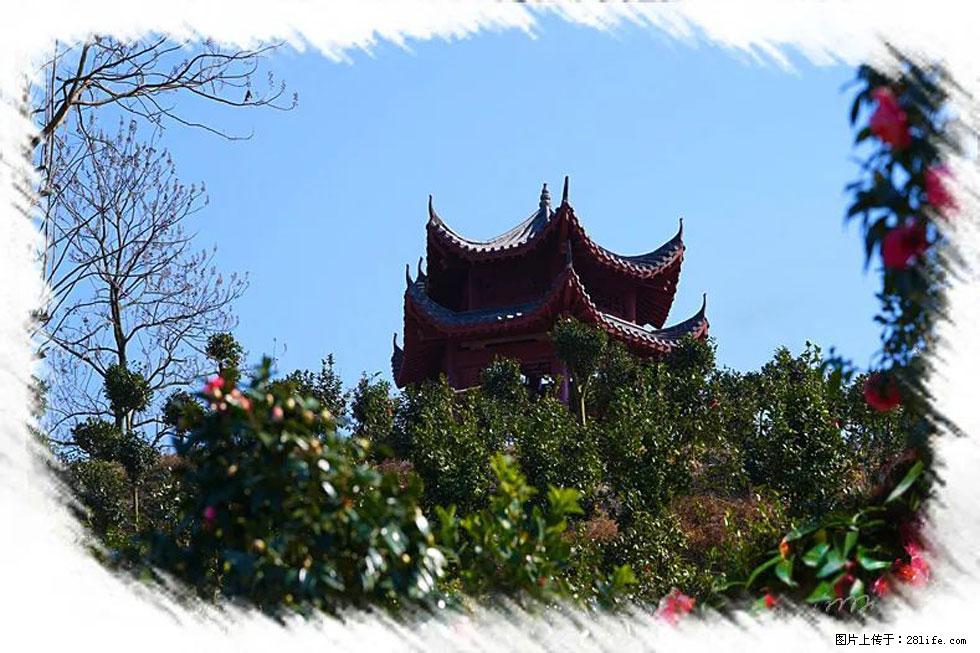 【春天，广西桂林灌阳县向您发出邀请！】杨柳井茶花惹人爱 - 游山玩水 - 贵阳生活社区 - 贵阳28生活网 gy.28life.net