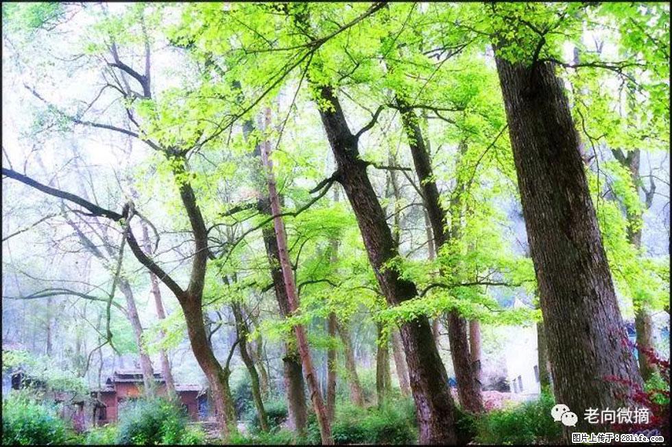 【春天，广西桂林灌阳县向您发出邀请！】在小龙村与春天约会 - 游山玩水 - 贵阳生活社区 - 贵阳28生活网 gy.28life.net