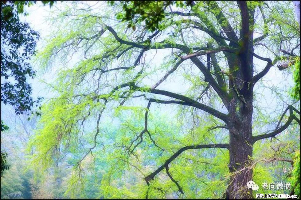 【春天，广西桂林灌阳县向您发出邀请！】在小龙村与春天约会 - 游山玩水 - 贵阳生活社区 - 贵阳28生活网 gy.28life.net
