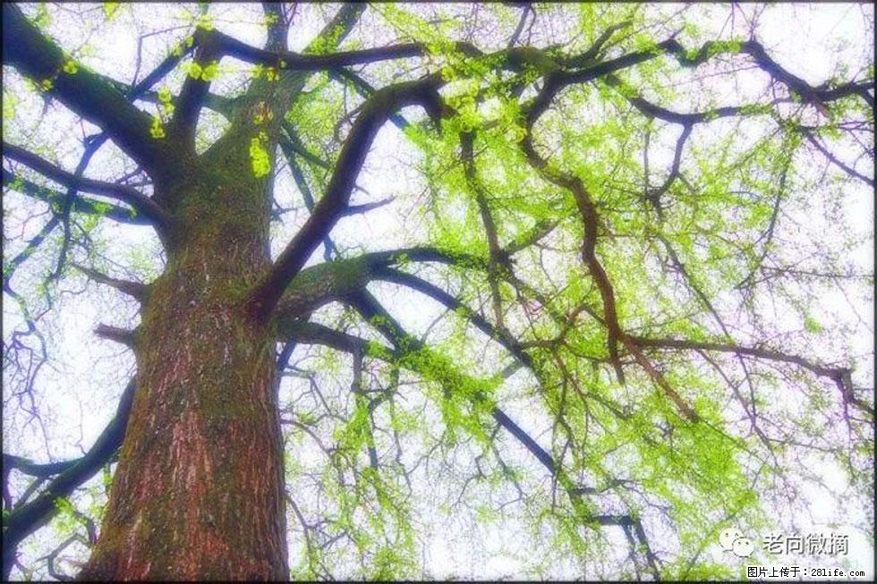 【春天，广西桂林灌阳县向您发出邀请！】在小龙村与春天约会 - 游山玩水 - 贵阳生活社区 - 贵阳28生活网 gy.28life.net