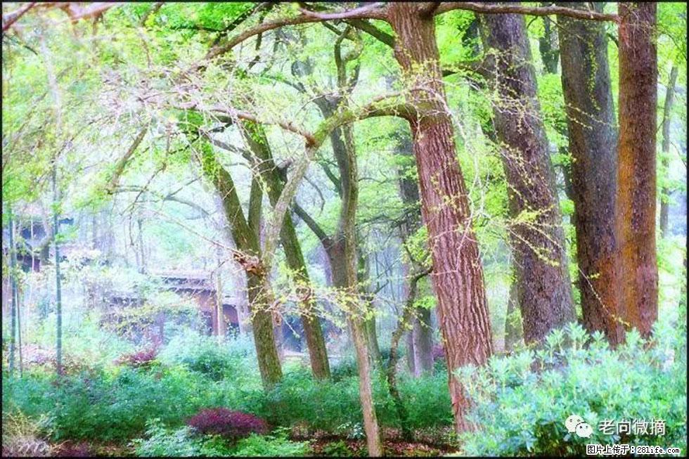 【春天，广西桂林灌阳县向您发出邀请！】在小龙村与春天约会 - 游山玩水 - 贵阳生活社区 - 贵阳28生活网 gy.28life.net