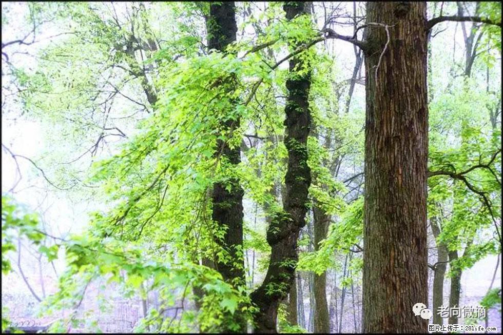 【春天，广西桂林灌阳县向您发出邀请！】在小龙村与春天约会 - 游山玩水 - 贵阳生活社区 - 贵阳28生活网 gy.28life.net