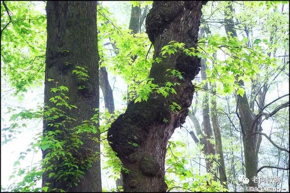 【春天，广西桂林灌阳县向您发出邀请！】在小龙村与春天约会 - 游山玩水 - 贵阳生活社区 - 贵阳28生活网 gy.28life.net
