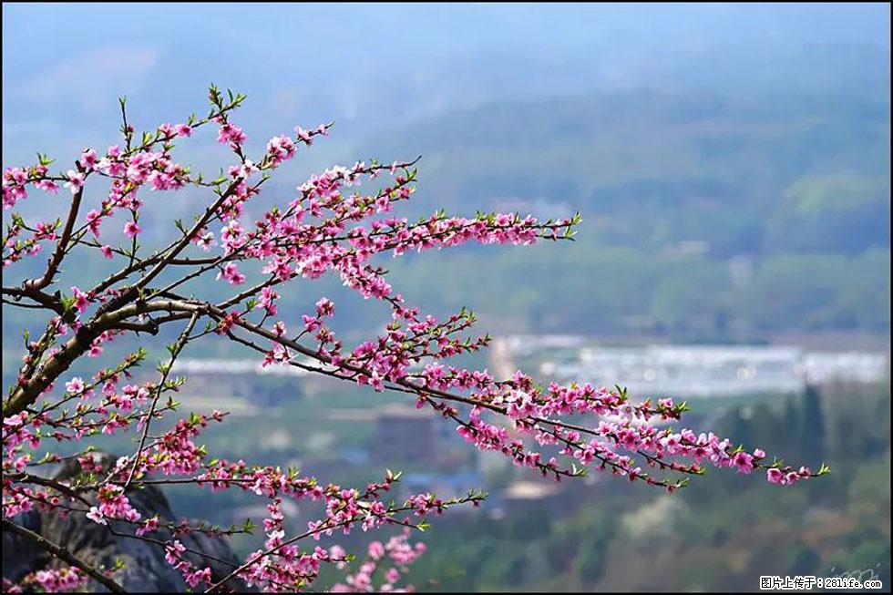 【春天，广西桂林灌阳县向您发出邀请！】望月岭上桃花开 - 游山玩水 - 贵阳生活社区 - 贵阳28生活网 gy.28life.net