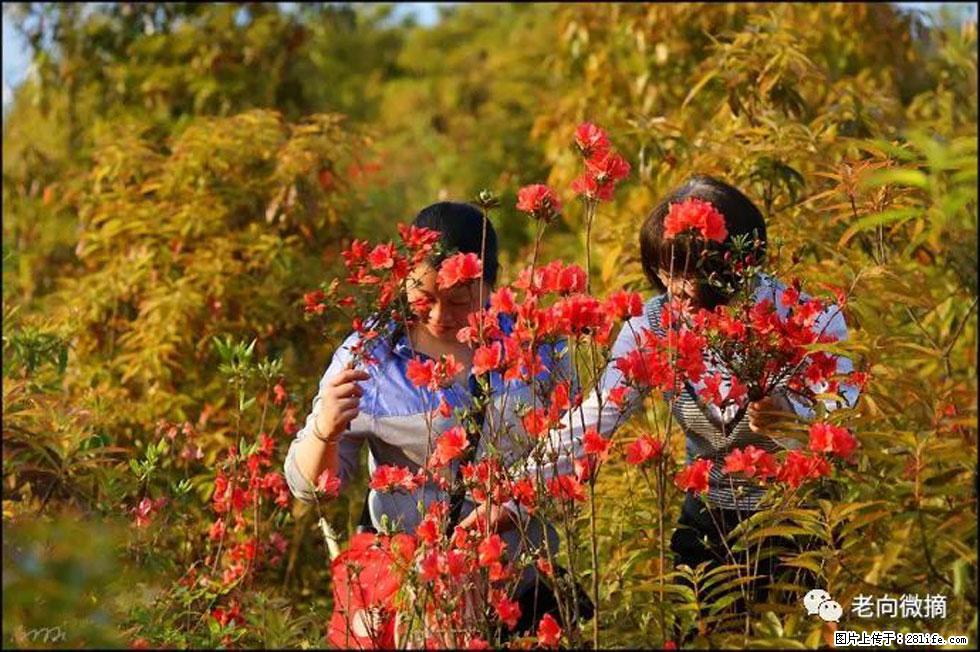 【春天，广西桂林灌阳县向您发出邀请！】登麒麟山，相约映山红 - 游山玩水 - 贵阳生活社区 - 贵阳28生活网 gy.28life.net