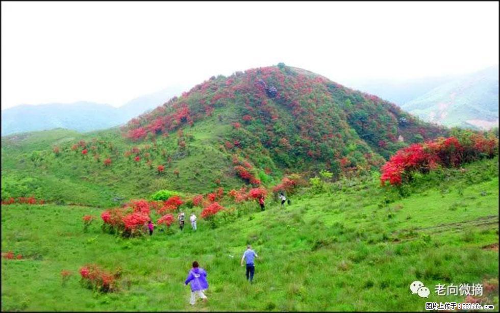 【春天，广西桂林灌阳县向您发出邀请！】宝盖山上映山红 - 游山玩水 - 贵阳生活社区 - 贵阳28生活网 gy.28life.net
