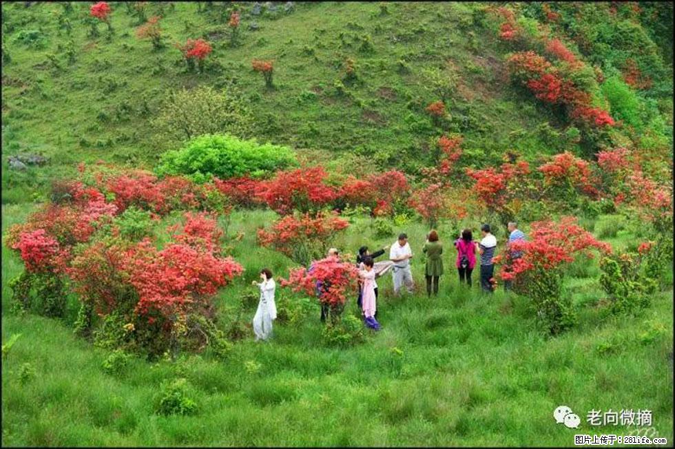 【春天，广西桂林灌阳县向您发出邀请！】宝盖山上映山红 - 游山玩水 - 贵阳生活社区 - 贵阳28生活网 gy.28life.net
