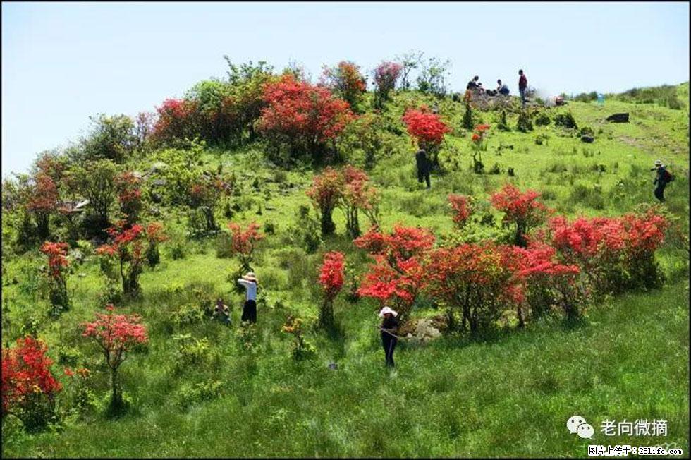 【春天，广西桂林灌阳县向您发出邀请！】宝盖山上映山红 - 游山玩水 - 贵阳生活社区 - 贵阳28生活网 gy.28life.net