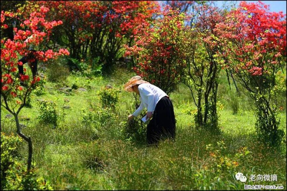【春天，广西桂林灌阳县向您发出邀请！】宝盖山上映山红 - 游山玩水 - 贵阳生活社区 - 贵阳28生活网 gy.28life.net