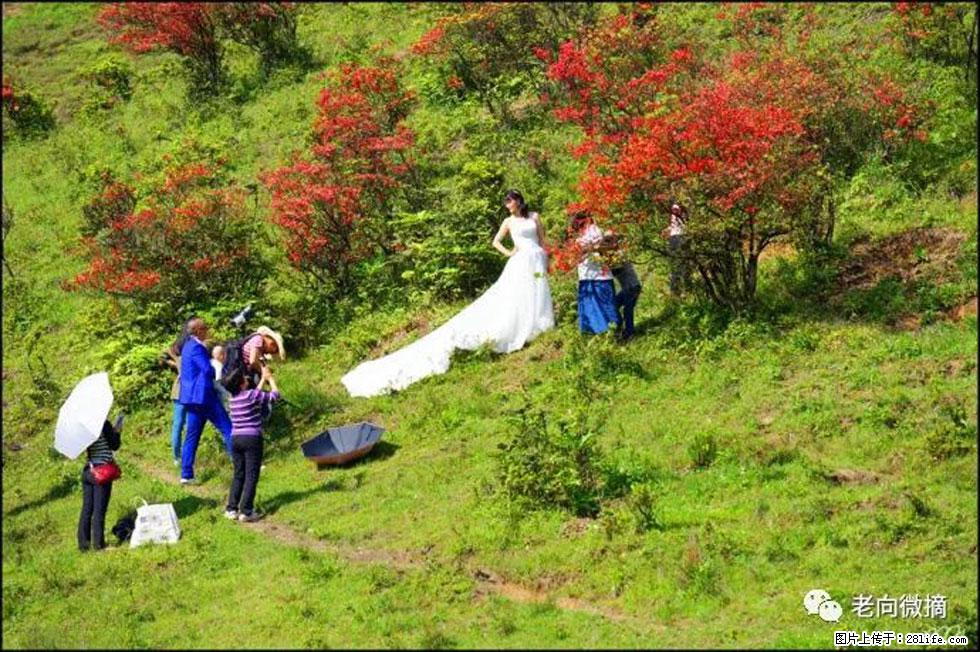 【春天，广西桂林灌阳县向您发出邀请！】宝盖山上映山红 - 游山玩水 - 贵阳生活社区 - 贵阳28生活网 gy.28life.net