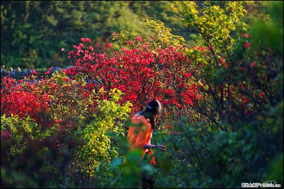 【春天，广西桂林灌阳县向您发出邀请！】春木界上映山红 - 游山玩水 - 贵阳生活社区 - 贵阳28生活网 gy.28life.net