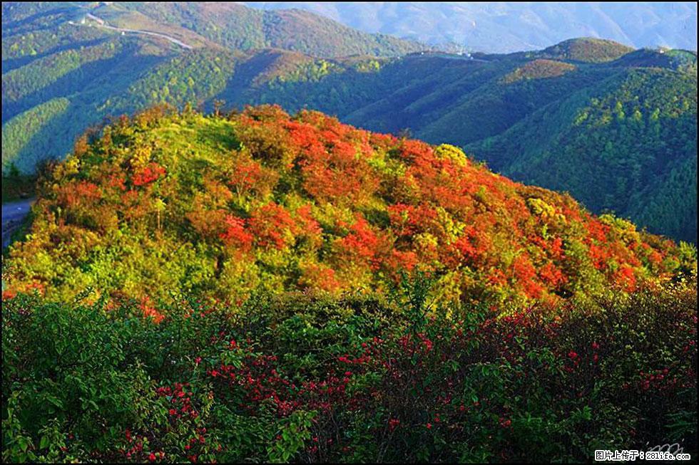 【春天，广西桂林灌阳县向您发出邀请！】春木界上映山红 - 游山玩水 - 贵阳生活社区 - 贵阳28生活网 gy.28life.net