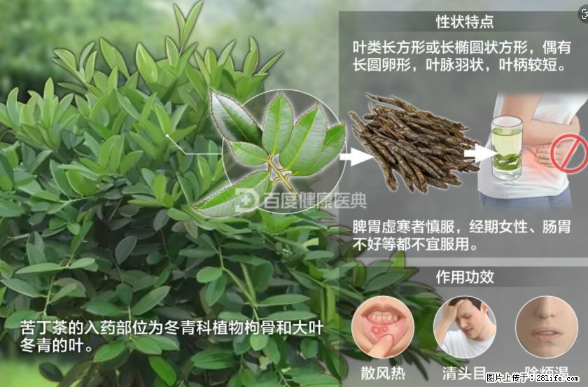 苦丁茶有哪些功效和作用 - 生活百科 - 贵阳生活社区 - 贵阳28生活网 gy.28life.net