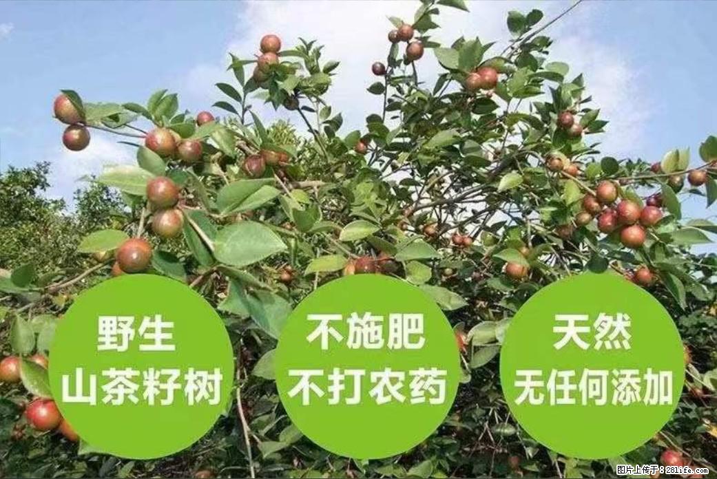 【灌阳县油茶产业示范区】一个有着充实的精神生活的人，对待身外之物自会有一种淡泊的态度 - 美食天地 - 贵阳生活社区 - 贵阳28生活网 gy.28life.net