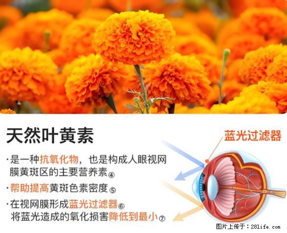 叶黄素有什么功效和作用 - 生活百科 - 贵阳生活社区 - 贵阳28生活网 gy.28life.net