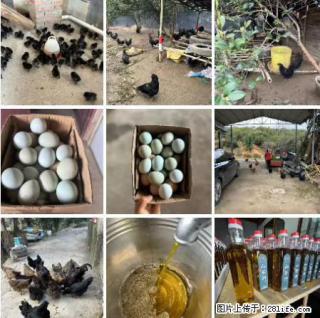 油茶园从小鸡仔开始养起的纯土鸡、土鸡蛋可以预定啦！还有前几天刚榨的纯山茶油哦 - 贵阳28生活网 gy.28life.net