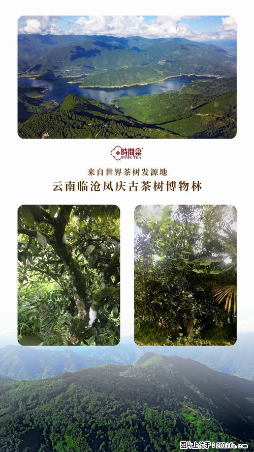 时间果百年古树2025年春红茶 - 购物交流 - 贵阳生活社区 - 贵阳28生活网 gy.28life.net