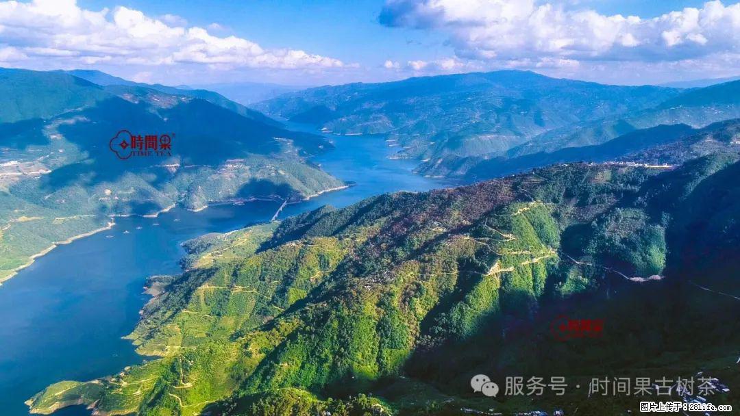 时间果百年古树龙珠普洱生茶 - 购物交流 - 贵阳生活社区 - 贵阳28生活网 gy.28life.net