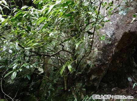 平乐石崖茶，珍贵仅次于金花茶 - 贵阳生活资讯 - 贵阳28生活网 gy.28life.net