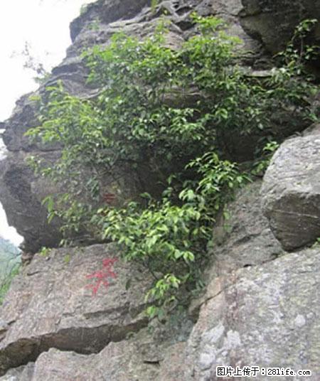 平乐石崖茶，珍贵仅次于金花茶 - 贵阳生活资讯 - 贵阳28生活网 gy.28life.net