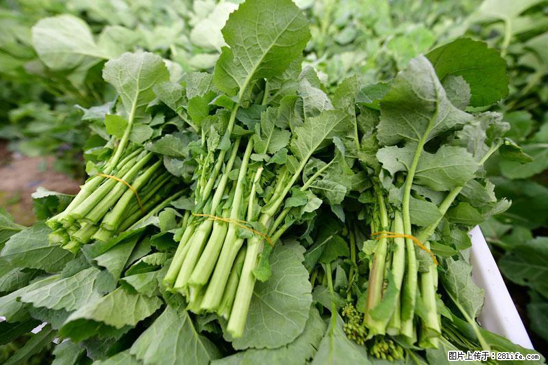 这些蔬菜是“天然钙片”，这6种被医生重点推荐 - 贵阳生活资讯 - 贵阳28生活网 gy.28life.net